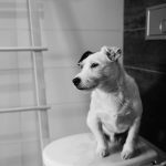 grayscale photo of dog on toilet