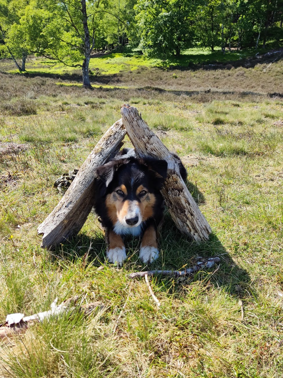 dog relaxing under wooden shelter in nature