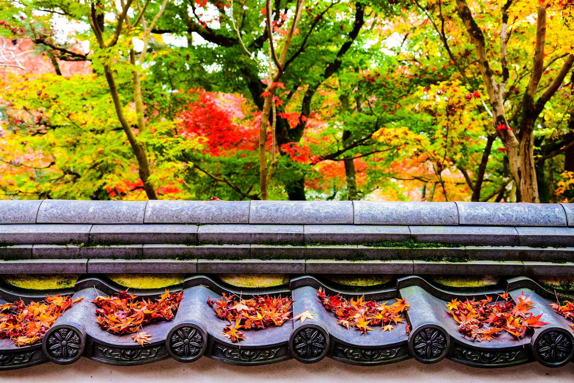 colorful trees by the temple in kyoto