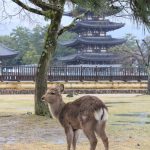 sika deer in nara park with pagoda view