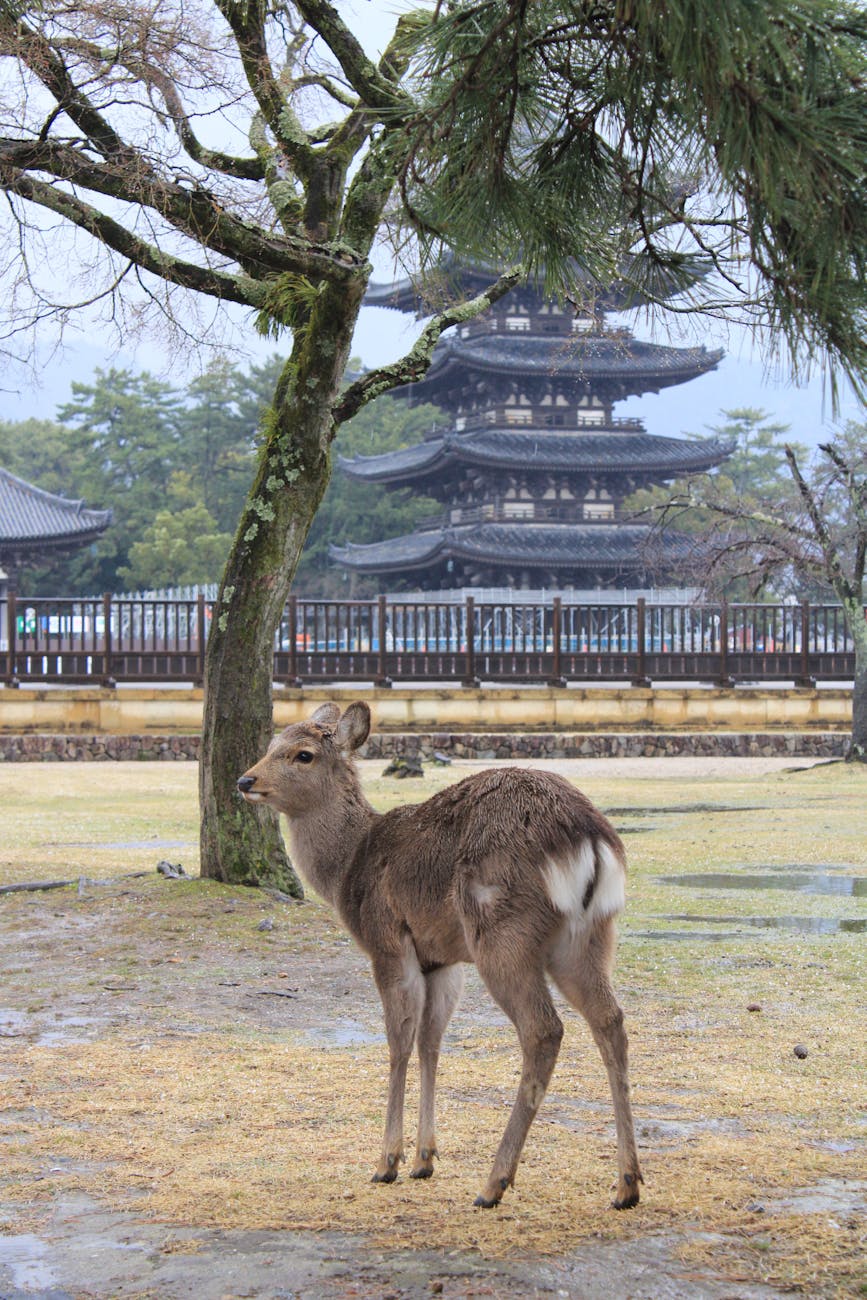 sika deer in nara park with pagoda view